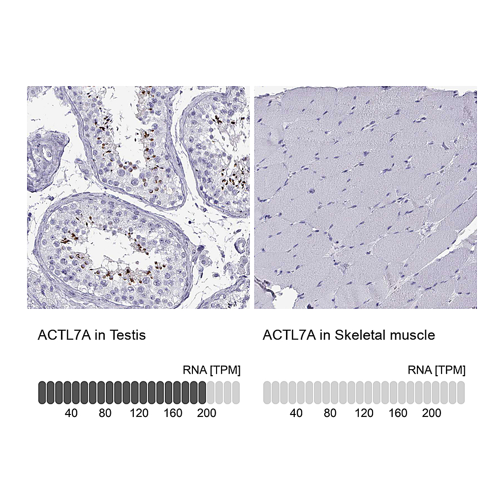 Atlas Antibodies Anti-ACTL7A Antibody