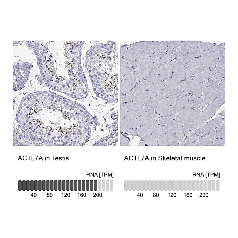 Atlas Antibodies Anti-ACTL7A Antibody
