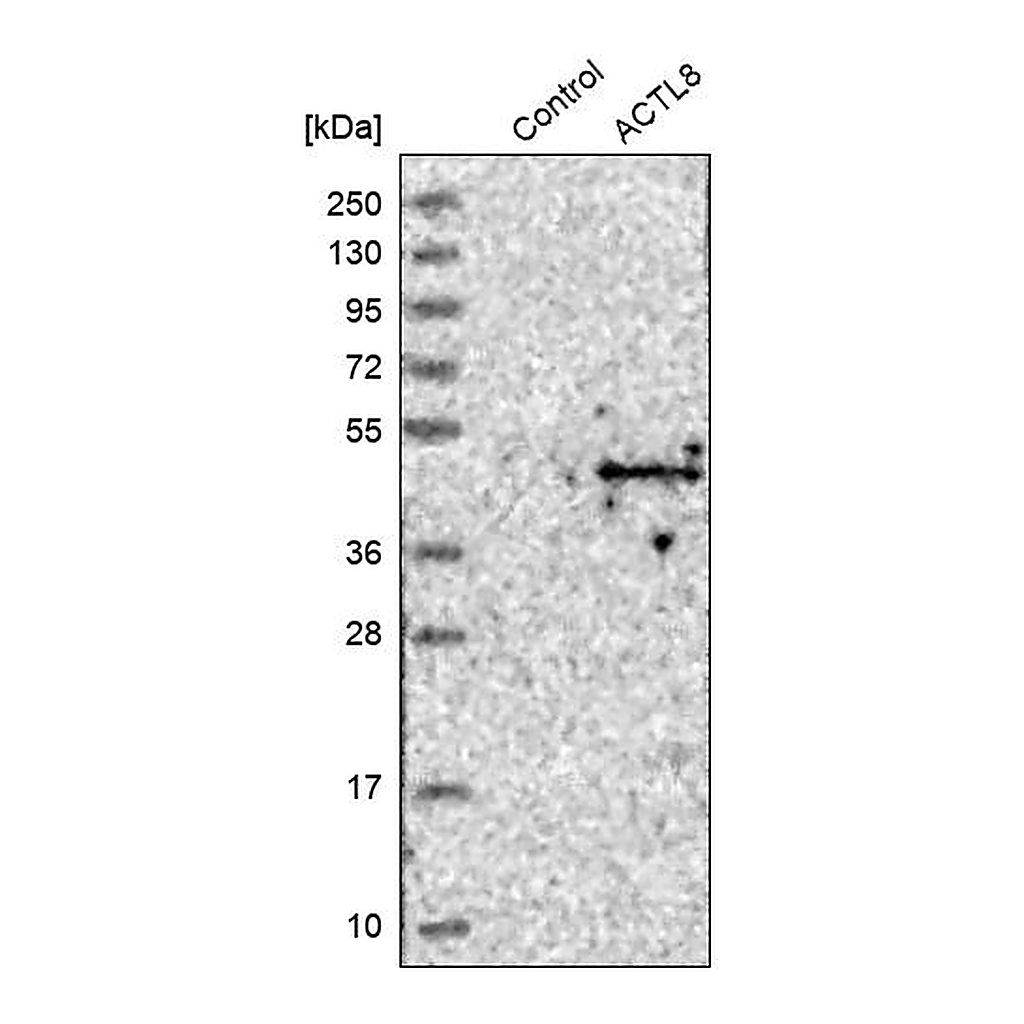 Atlas Antibodies Anti-ACTL8 Antibody