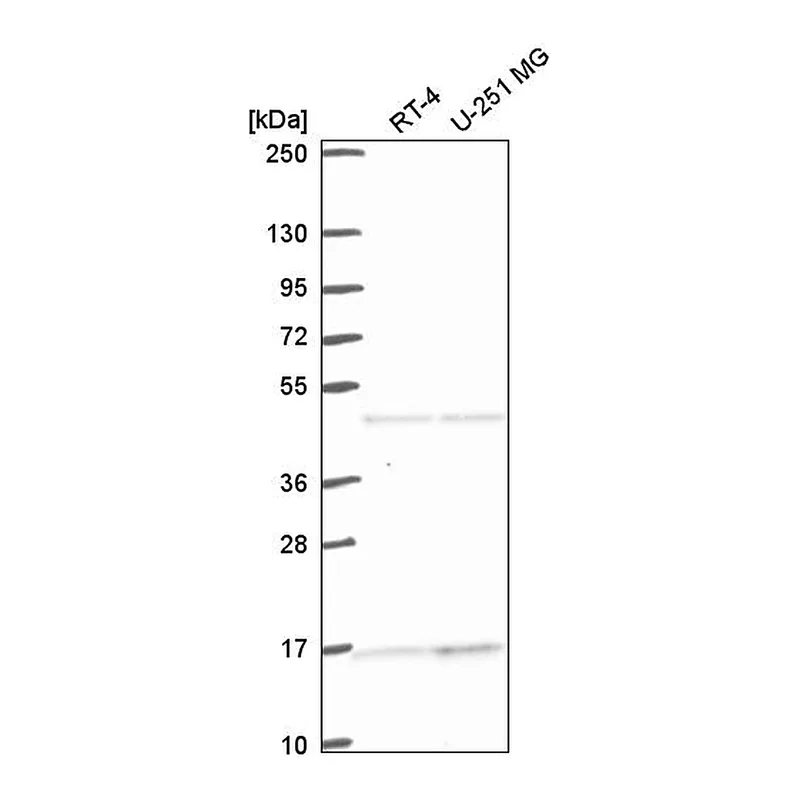 Atlas Antibodies Anti-ACTR10 Antibody