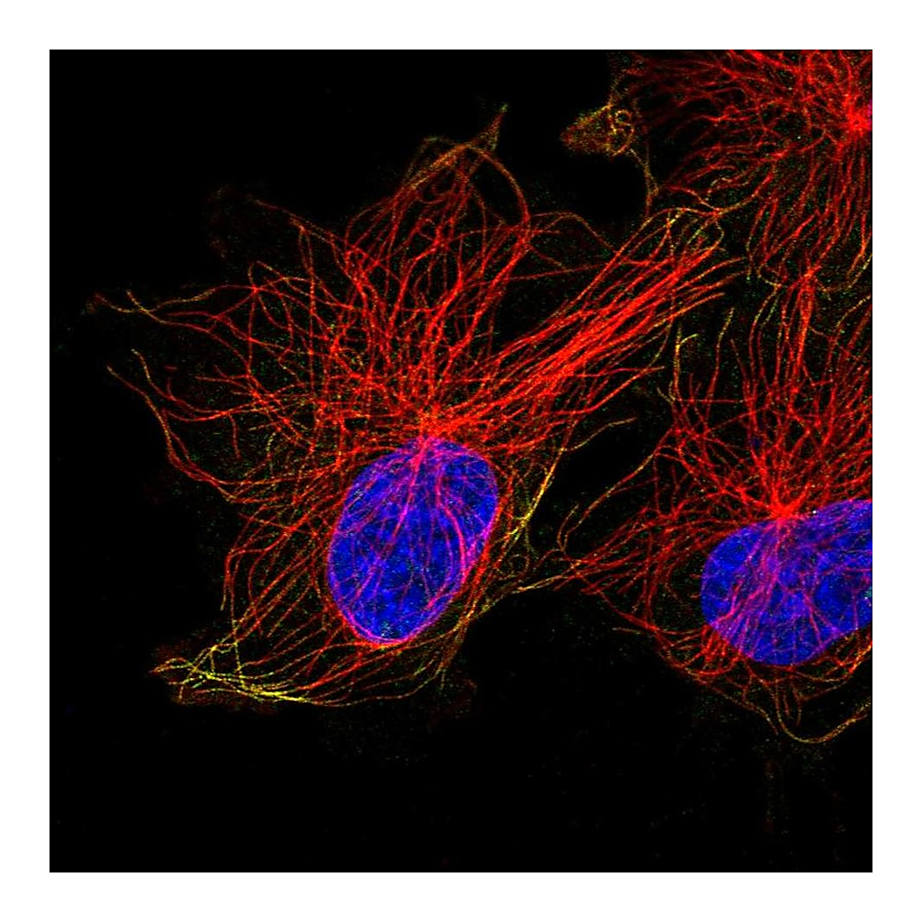 Atlas Antibodies Anti-ACTR1A Antibody