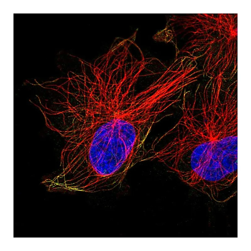 Atlas Antibodies Anti-ACTR1A Antibody