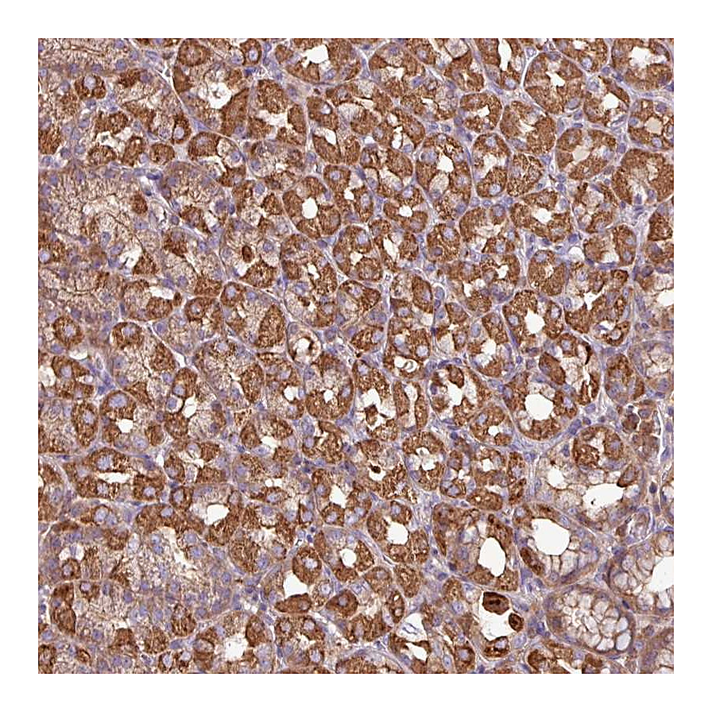 Atlas Antibodies Anti-ACTR3 Antibody
