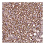 Atlas Antibodies Anti-ACTR3 Antibody