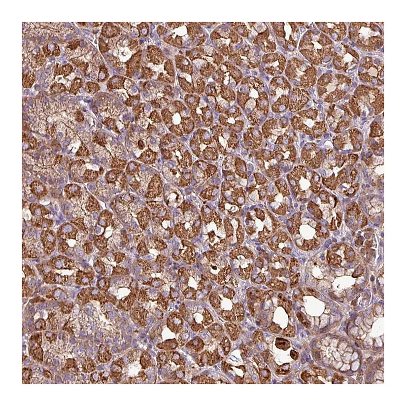 Atlas Antibodies Anti-ACTR3 Antibody