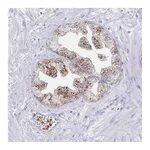 Atlas Antibodies Anti-ACTR3C Antibody