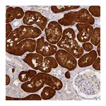 Atlas Antibodies Anti-ACY1 Antibody