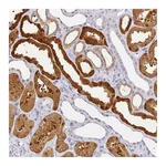 Atlas Antibodies Anti-ACY1 Antibody