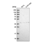 Atlas Antibodies Anti-ADAL Antibody