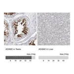 Atlas Antibodies Anti-ADAM2 Antibody