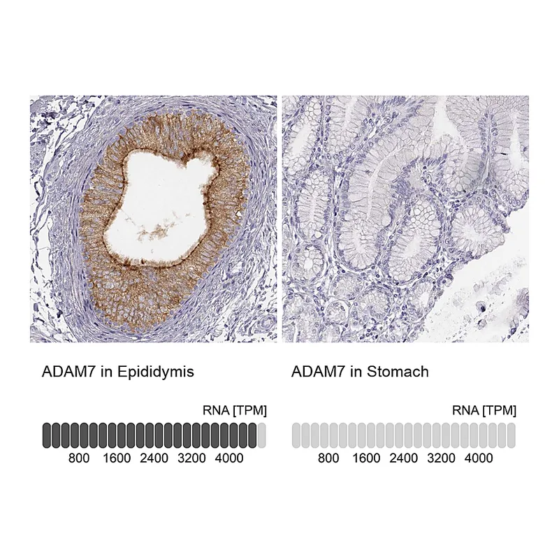 Atlas Antibodies Anti-ADAM7 Antibody