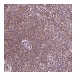 Atlas Antibodies Anti-ADAM33 Antibody