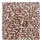 Atlas Antibodies Anti-ADAMTS13 Antibody