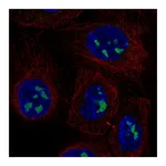 Atlas Antibodies Anti-ADAMTS12 Antibody
