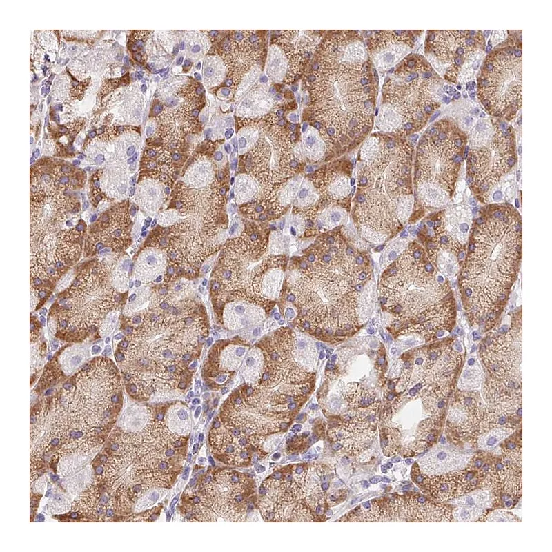 Atlas Antibodies Anti-ADAM8 Antibody