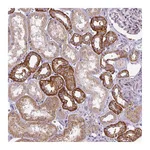 Atlas Antibodies Anti-ADAMTS19 Antibody
