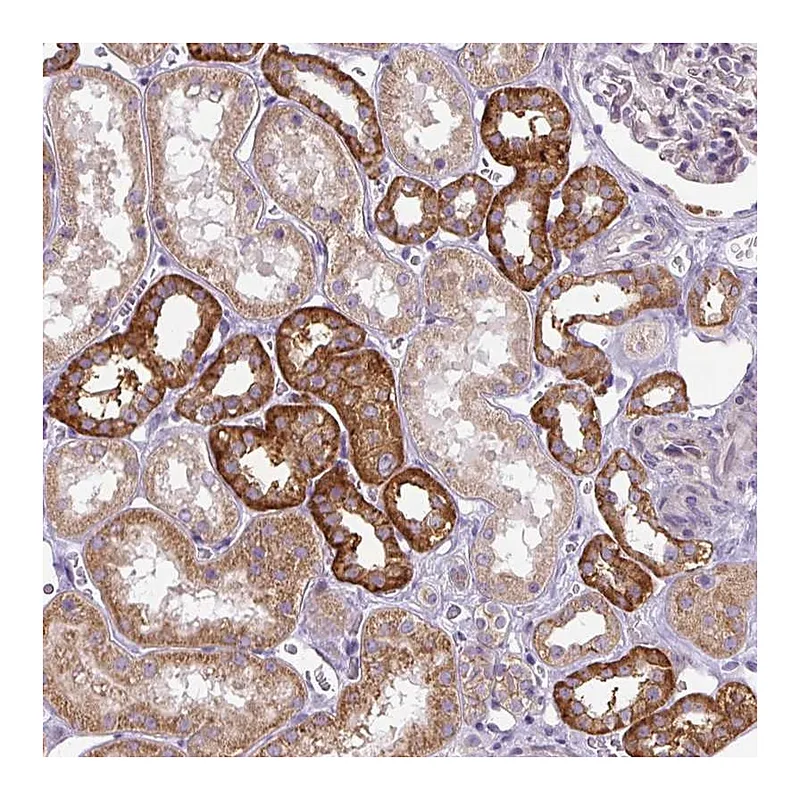 Atlas Antibodies Anti-ADAMTS19 Antibody
