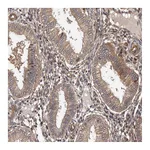 Atlas Antibodies Anti-ADAMTS2 Antibody