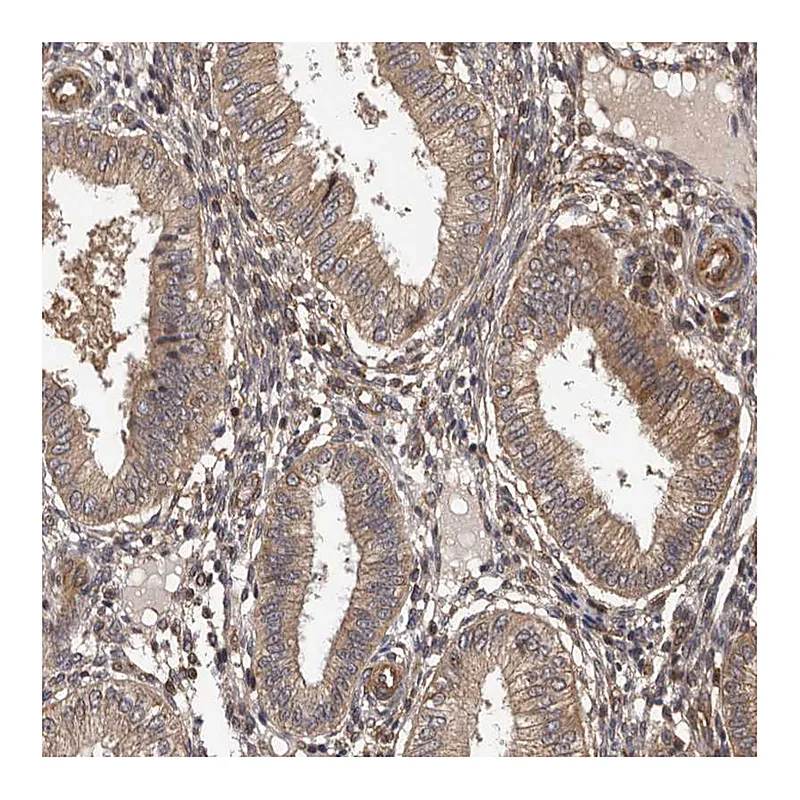 Atlas Antibodies Anti-ADAMTS2 Antibody