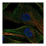 Atlas Antibodies Anti-ADAMTS2 Antibody