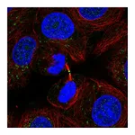 Atlas Antibodies Anti-ADAMTS19 Antibody