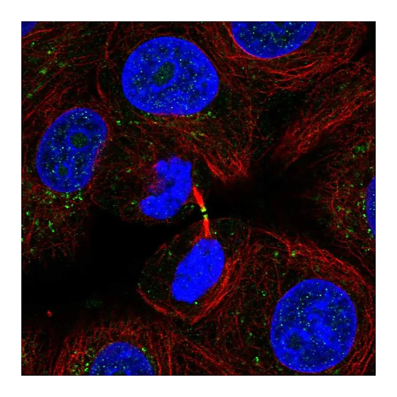Atlas Antibodies Anti-ADAMTS19 Antibody