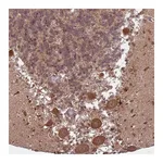 Atlas Antibodies Anti-ADAMTS3 Antibody