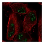 Atlas Antibodies Anti-ADAMTS4 Antibody