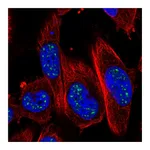 Atlas Antibodies Anti-ADAMTS4 Antibody