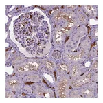 Atlas Antibodies Anti-ADAMTS8 Antibody