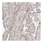 Atlas Antibodies Anti-ADAMTS9 Antibody
