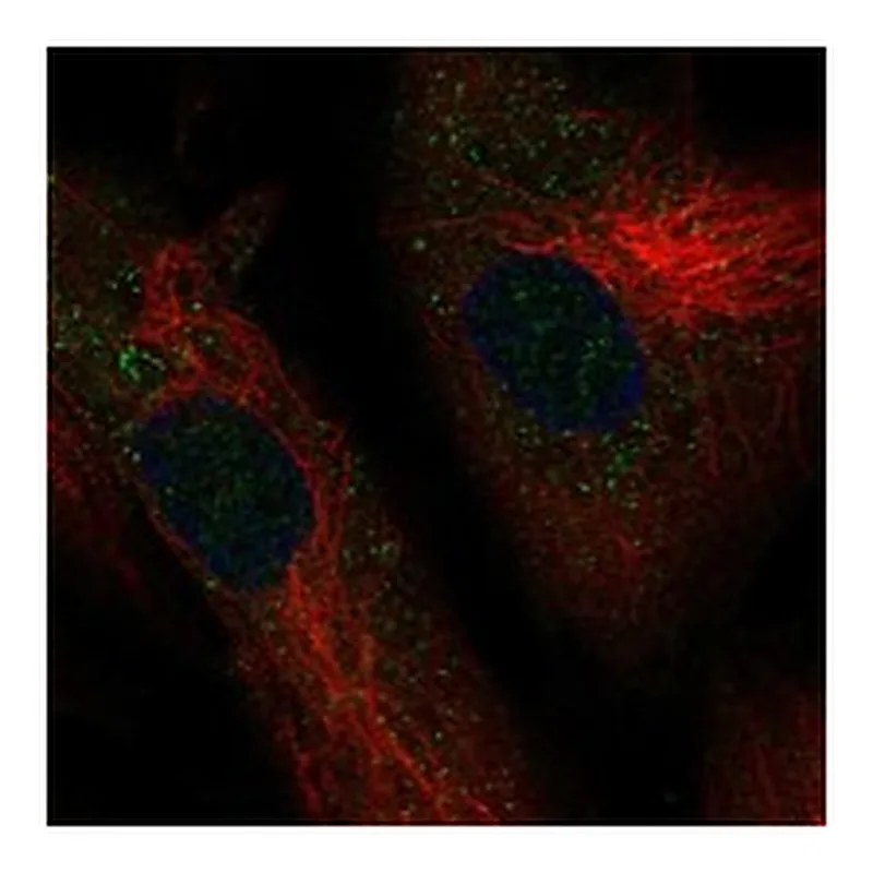 Atlas Antibodies Anti-ADAMTSL1 Antibody