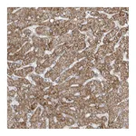 Atlas Antibodies Anti-ADAMTSL3 Antibody