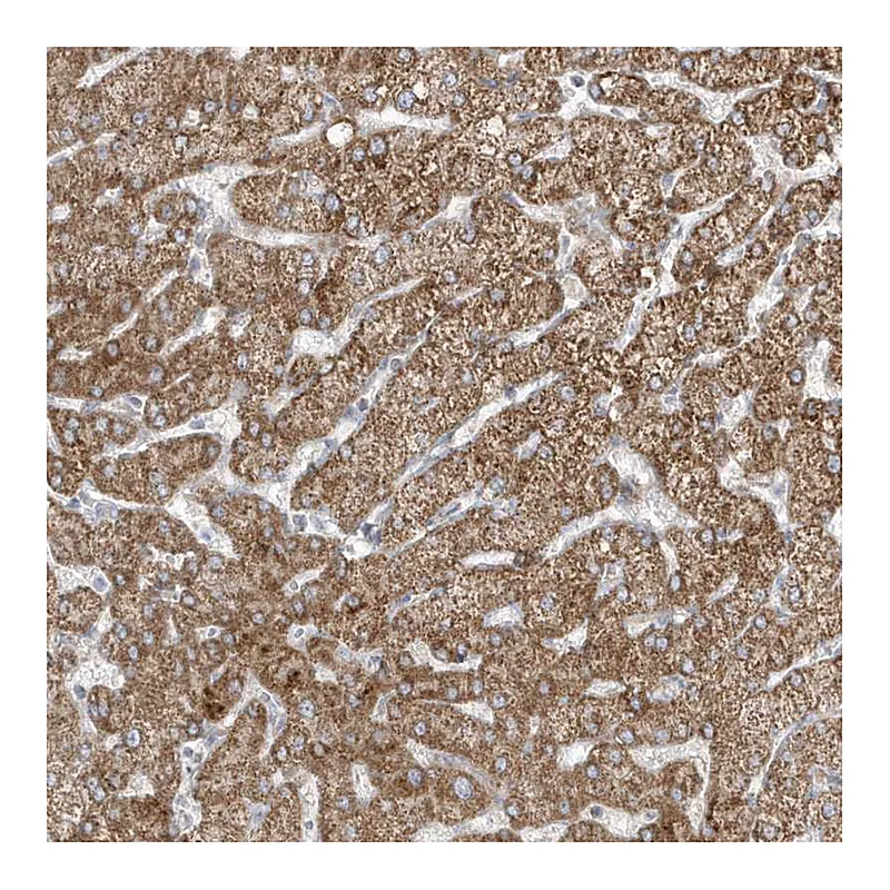 Atlas Antibodies Anti-ADAMTSL3 Antibody