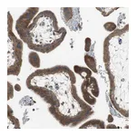 Atlas Antibodies Anti-ADAMTSL4 Antibody