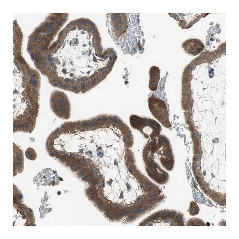 Atlas Antibodies Anti-ADAMTSL4 Antibody