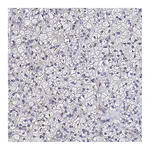 Atlas Antibodies Anti-ADAMTSL2 Antibody
