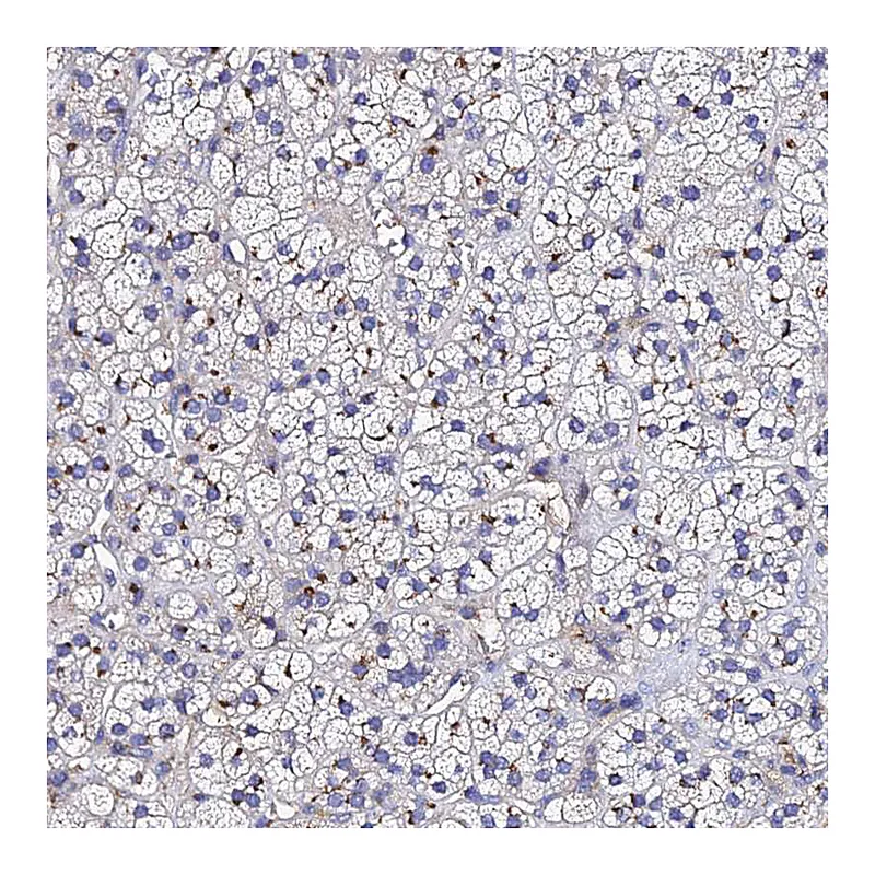 Atlas Antibodies Anti-ADAMTSL2 Antibody
