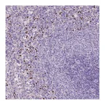 Atlas Antibodies Anti-ADCY7 Antibody