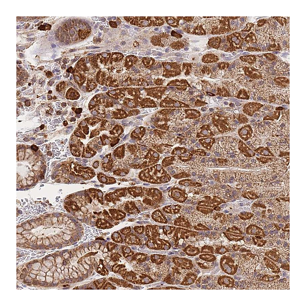Atlas Antibodies Anti-ADCY9 Antibody