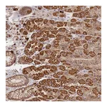 Atlas Antibodies Anti-ADCY9 Antibody