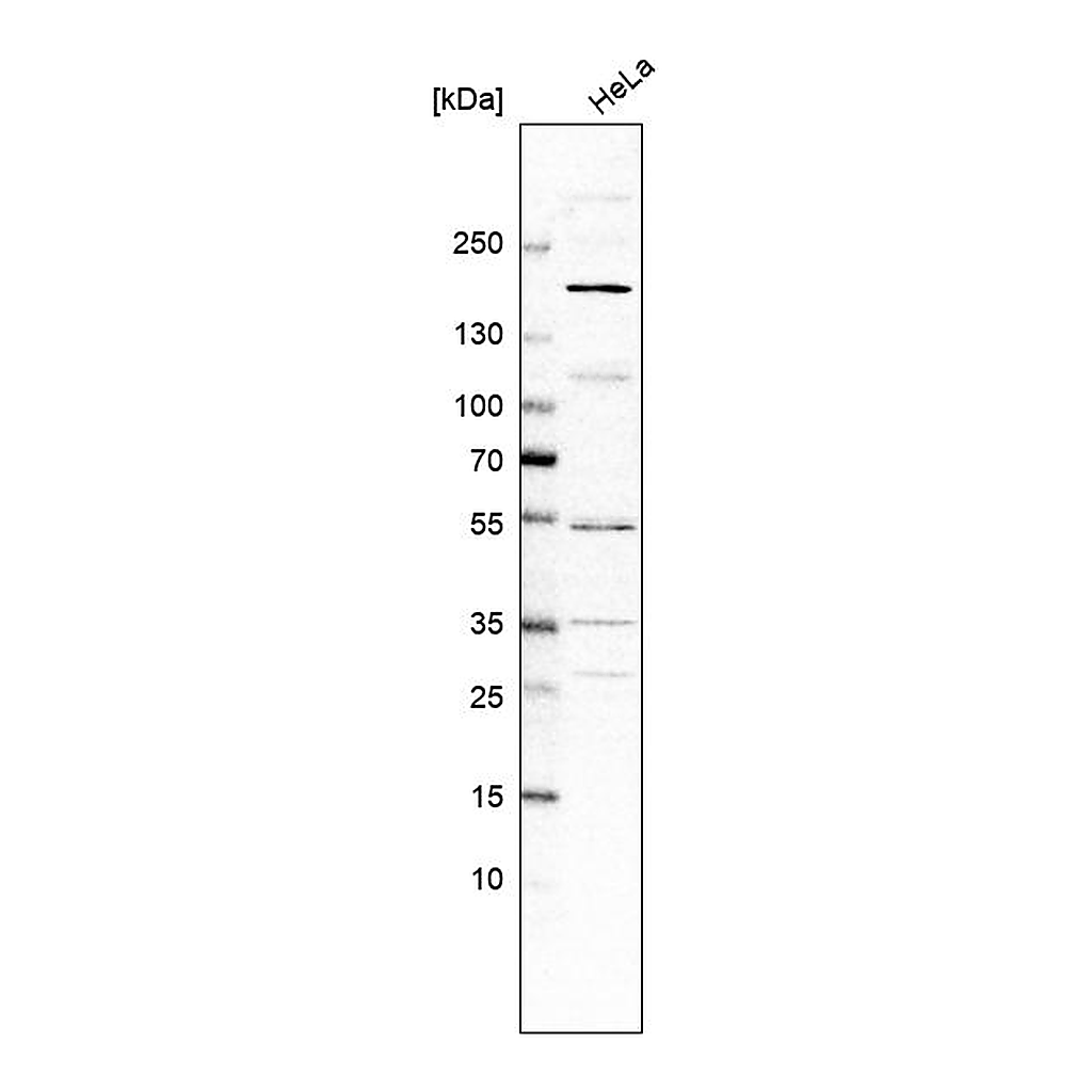 Atlas Antibodies Anti-ADGRB2 Antibody