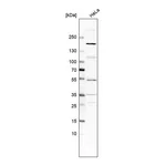 Atlas Antibodies Anti-ADGRB2 Antibody
