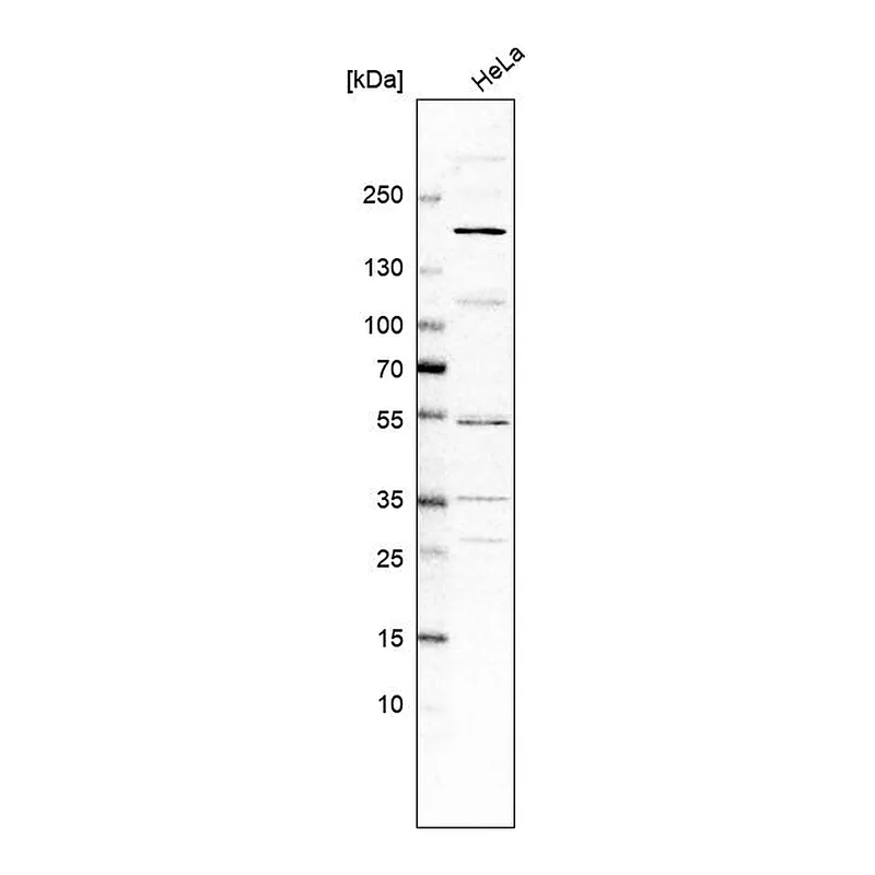 Atlas Antibodies Anti-ADGRB2 Antibody