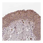 Atlas Antibodies Anti-ADGRD1 Antibody