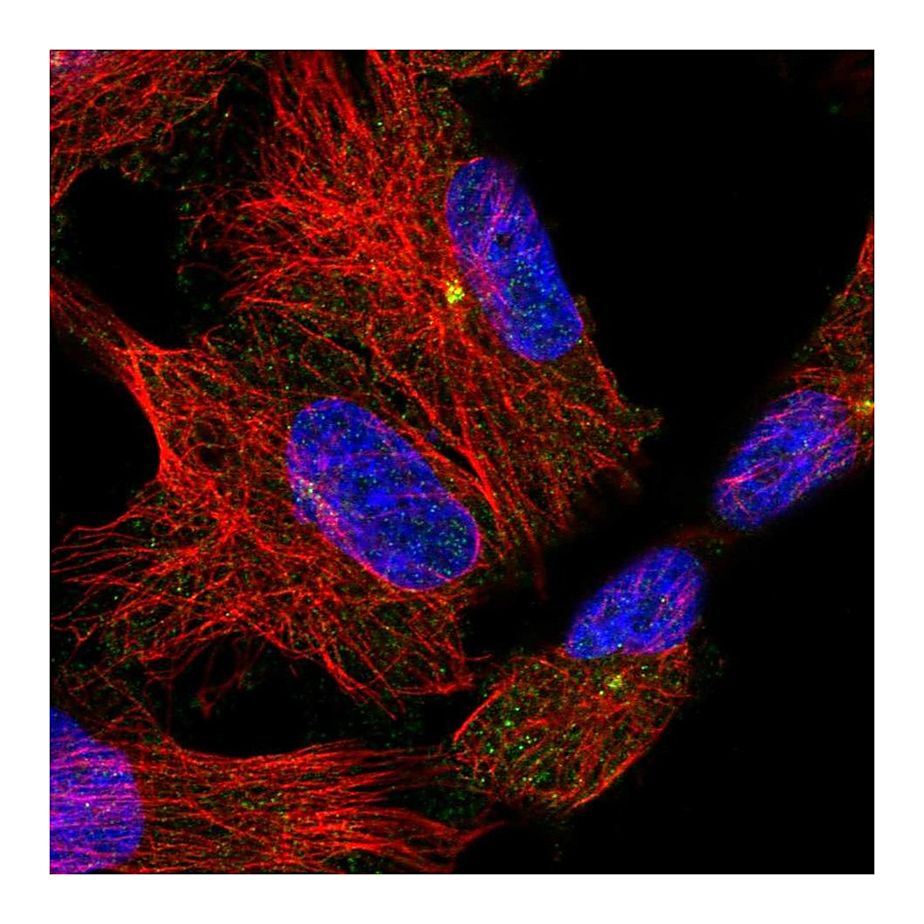 Atlas Antibodies Anti-ADGRB2 Antibody