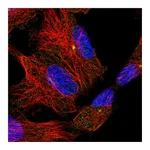 Atlas Antibodies Anti-ADGRB2 Antibody