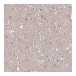 Atlas Antibodies Anti-ADGRA1 Antibody