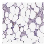 Atlas Antibodies Anti-ADGRE1 Antibody