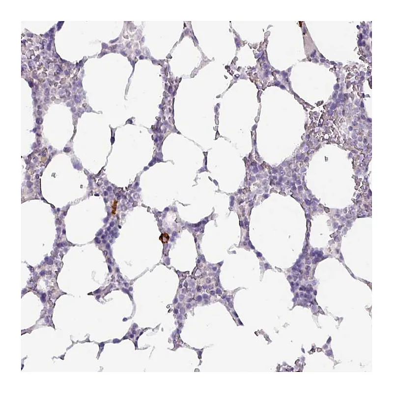 Atlas Antibodies Anti-ADGRE1 Antibody
